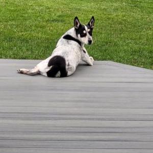 Image of Lucy, Lost Dog