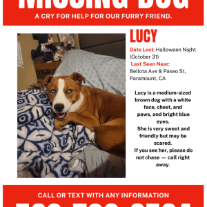 Lost Dog Lucy