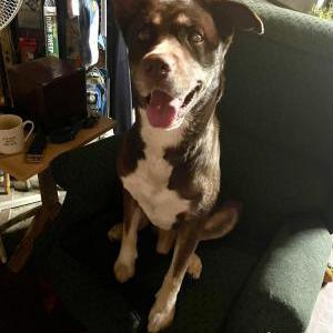 Image of unknown, Found Dog