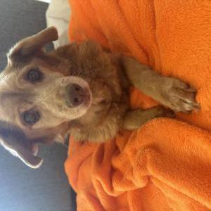 Image of Maddie, Lost Dog