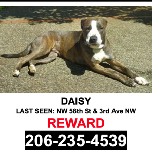 Image of Daisy, Lost Dog