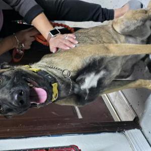 Image of Unknown, Found Dog