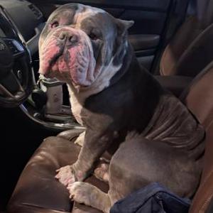 Found Dog Unknown