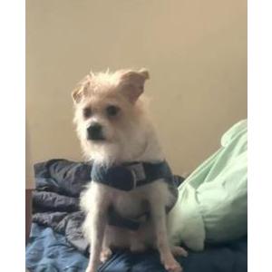 Image of Lucky, Lost Dog