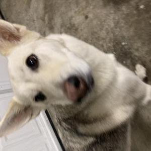 Image of May, Lost Dog