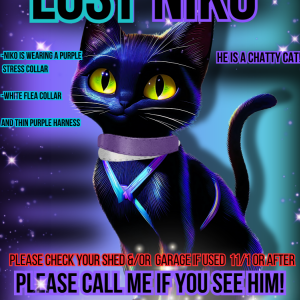 Image of NIko, Lost Cat