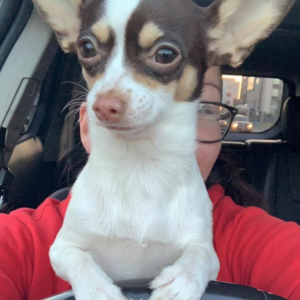 Image of Peanut, Lost Dog