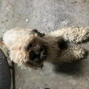Image of Unknown, Found Dog