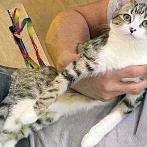 Image of Tiger Lily, Lost Cat