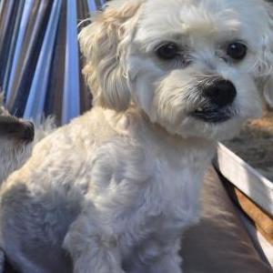 Image of Henri, Lost Dog