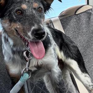 Lost Dog Tulip (Tuli)