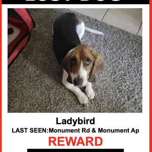 Image of LadyBird, Lost Dog