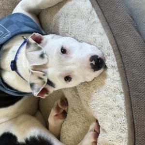 Image of Diesel, Lost Dog