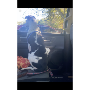 2nd Image of Diesel, Lost Dog