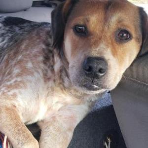 Image of Archie, Lost Dog