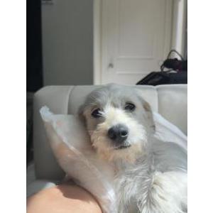 Image of Moet, Lost Dog