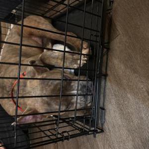 Image of Unknown, Found Dog