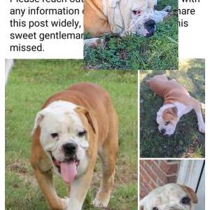 Image of Benny, Lost Dog