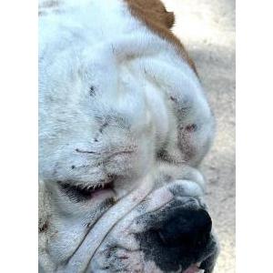 Image of Benny Foster, Lost Dog