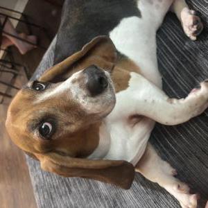 Image of Ladybird, Lost Dog