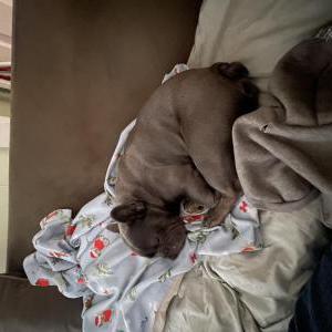 Image of Mace, Lost Dog