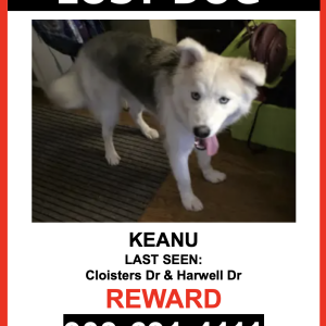 Image of Keanu, Lost Dog