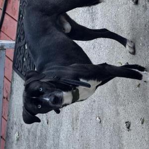 Image of Unknown, Found Dog