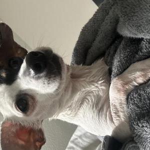 Image of Izabella, Lost Dog