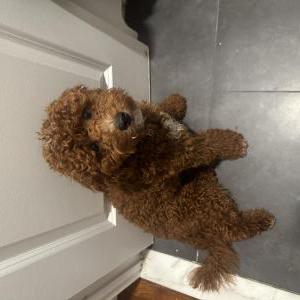 Image of Maui, Lost Dog