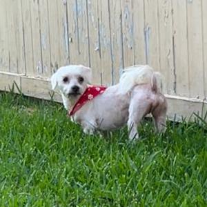 Image of Buddy, Lost Dog