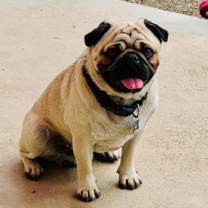 Image of Lorenzo, Lost Dog