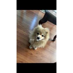 Image of Kirby, Lost Dog