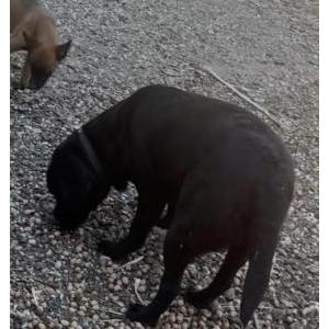 Image of Nala, Lost Dog