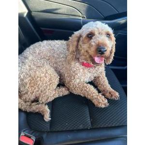 Image of unknown, Found Dog