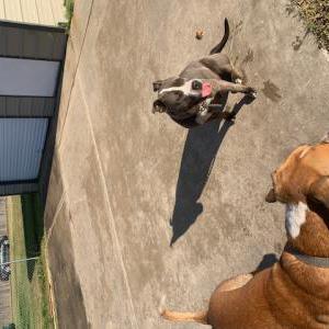 Image of Rocky, Lost Dog