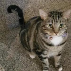 Image of Harley, Lost Cat