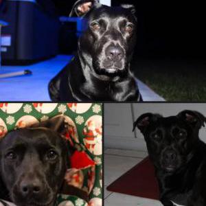 Image of Aurora, Lost Dog