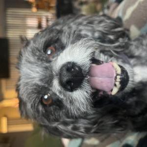 Lost Dog Pierre