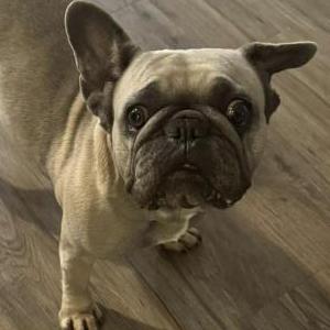 Image of Unknown, Found Dog