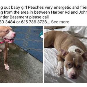 Image of Peaches, Lost Dog