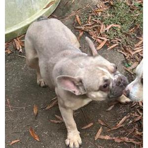 Image of unknown, Found Dog