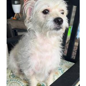 Image of Roscoe, Lost Dog