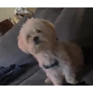 Lost Dog Teddy