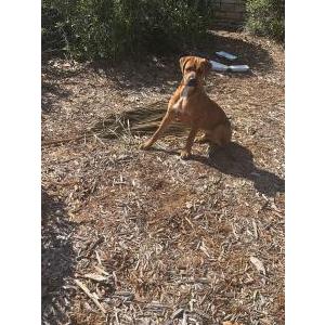 Image of Unknown, Found Dog