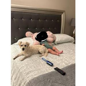 Lost Dog Bruno