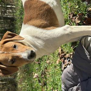 Image of Unknown, Found Dog