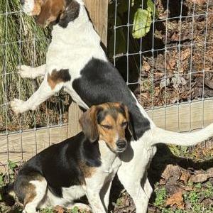 Image of Unknown, Found Dog