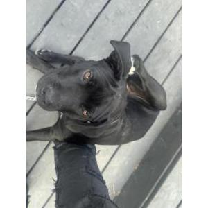 Image of Zeus Bat Man Porter, Lost Dog
