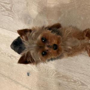 Lost Dog Royal