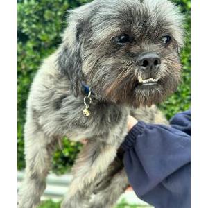 Image of unknown, Found Dog